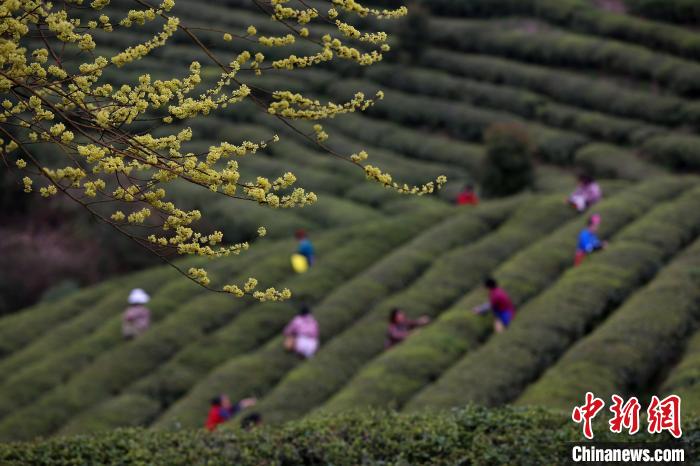 贵州丹寨龙泉镇马寨村“扶贫茶园”，村民在采摘茶叶。　黄晓海 摄