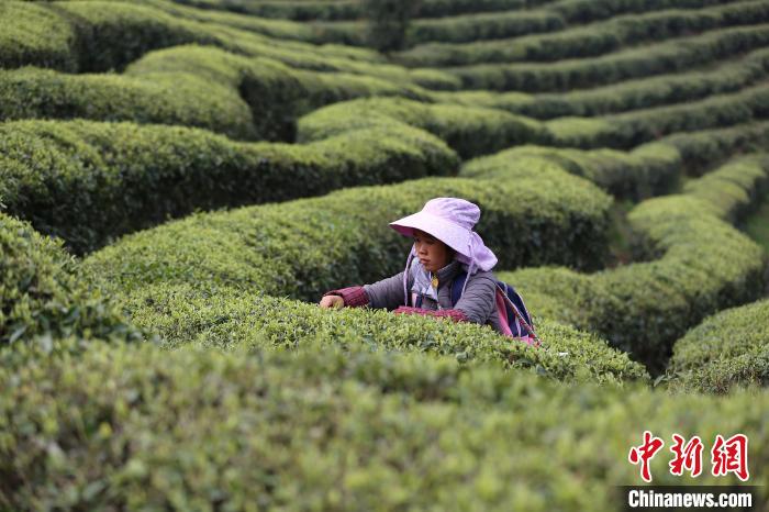 贵州丹寨龙泉镇马寨村“扶贫茶园”，一名村民在采摘茶叶。　黄晓海 摄
