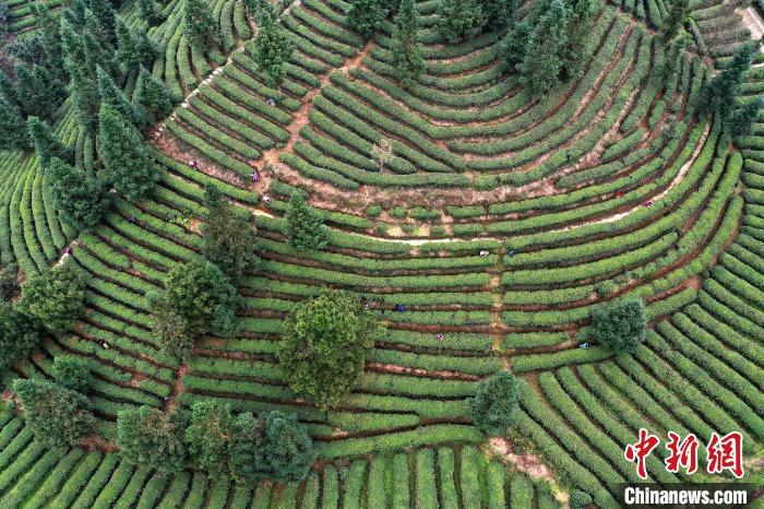 航拍贵州丹寨龙泉镇马寨村“扶贫茶园”，村民在采摘茶叶。　黄晓海 摄